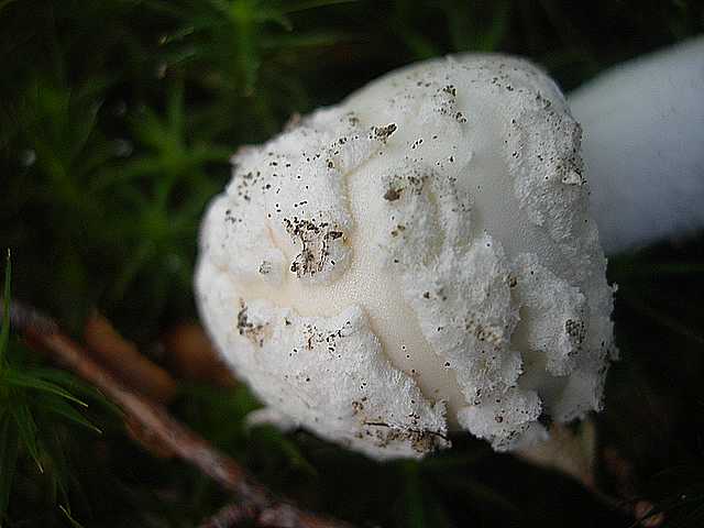 Amanita eliae    Qulet